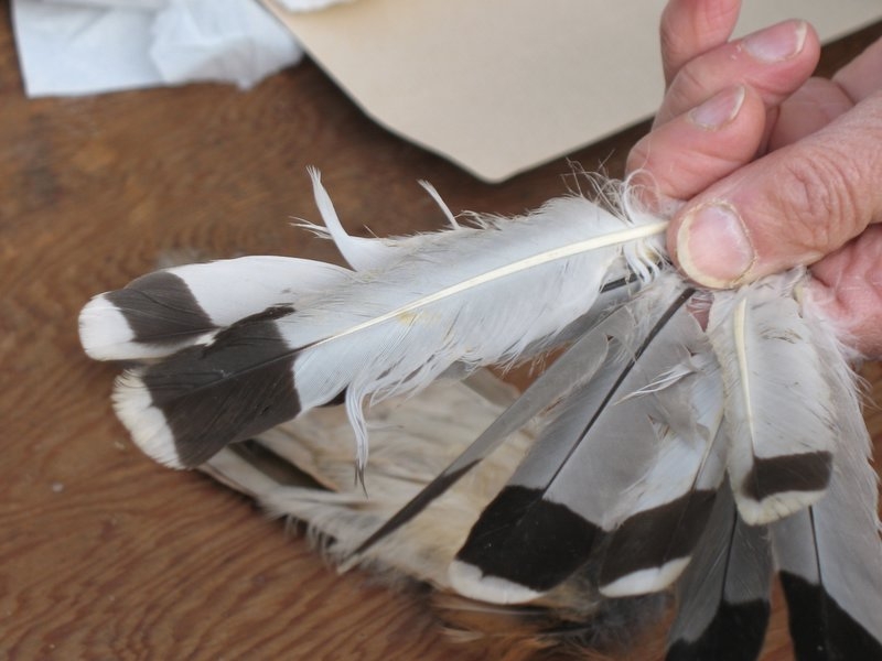 QUEUE DE FAUCON CRECERELLE